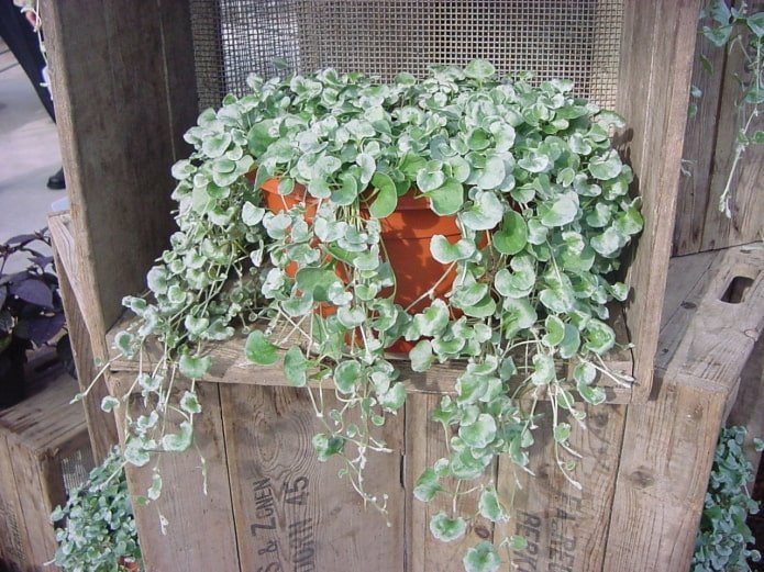 planta pendente para a varanda