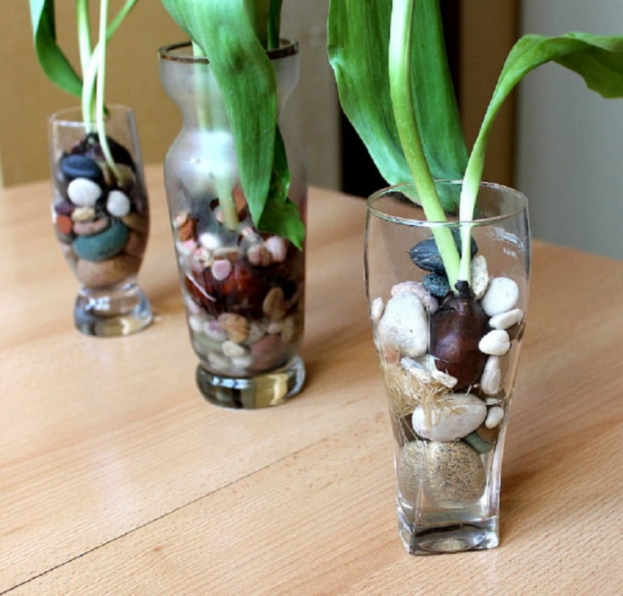Forçando tulipas em hidrogel