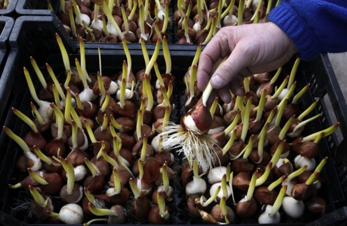 bulbos de tulipa para forçar