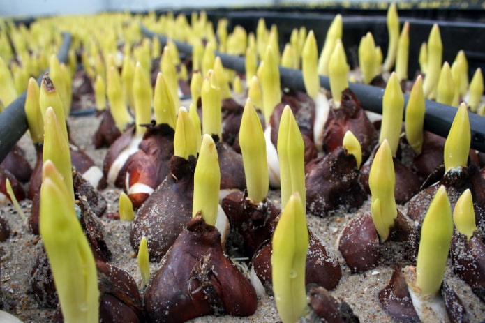 brotos de tulipa