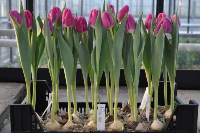 tulipas floresceram após forçar