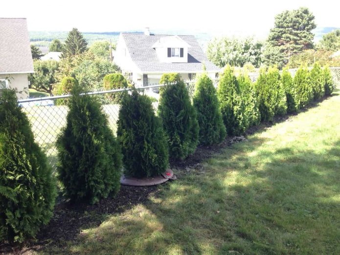 thuja ao longo da cerca de arame