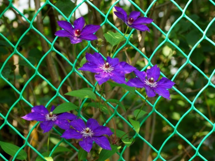 clematis em uma cerca de arame