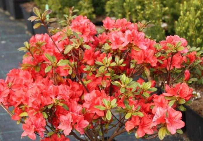 Azaleia japonesa