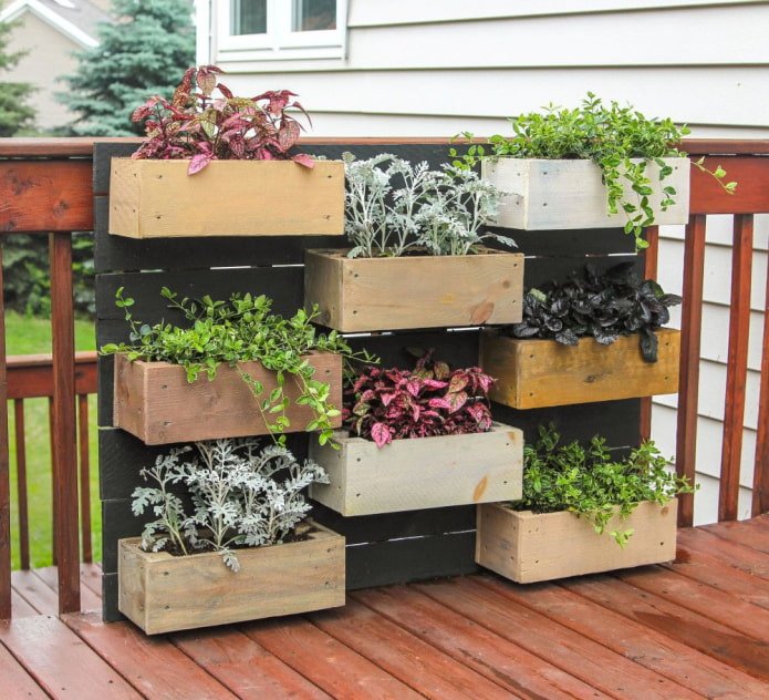 Plantas decorativas em caixas