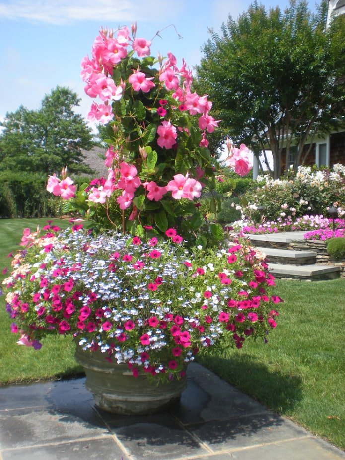 Canteiro de flores em forma de fonte