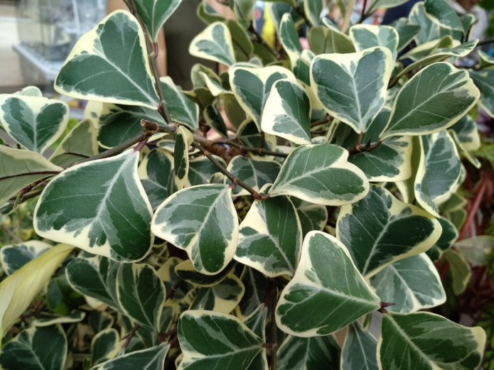 ficus com folhas triangulares