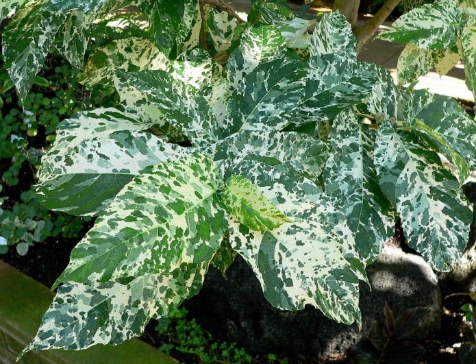 ficus com belas folhas
