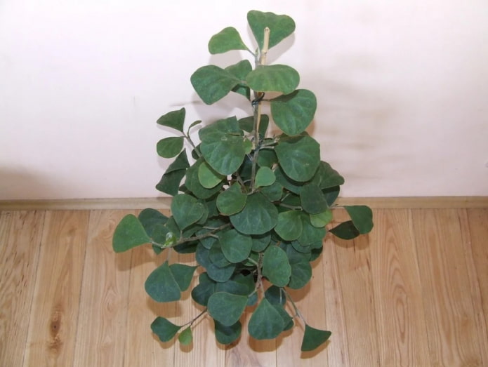 ficus deltoide em vaso