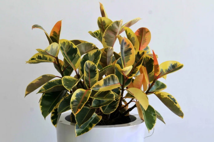 ficus variegado de folhas enferrujadas
