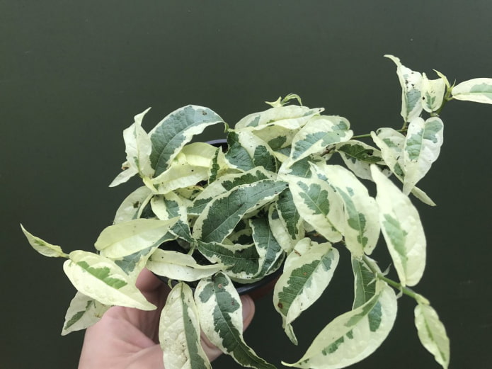 ficus sagitta variegado