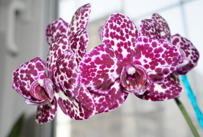 Orquídea Phalaenopsis