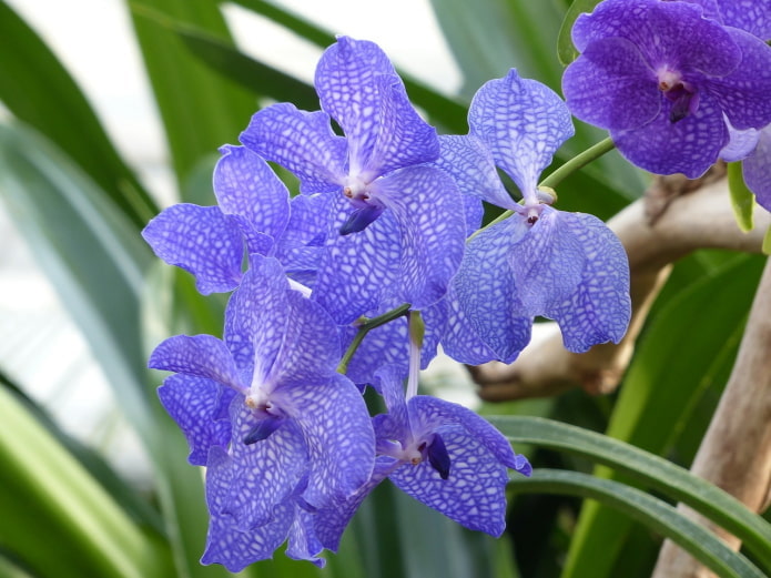 Flores de Vanda