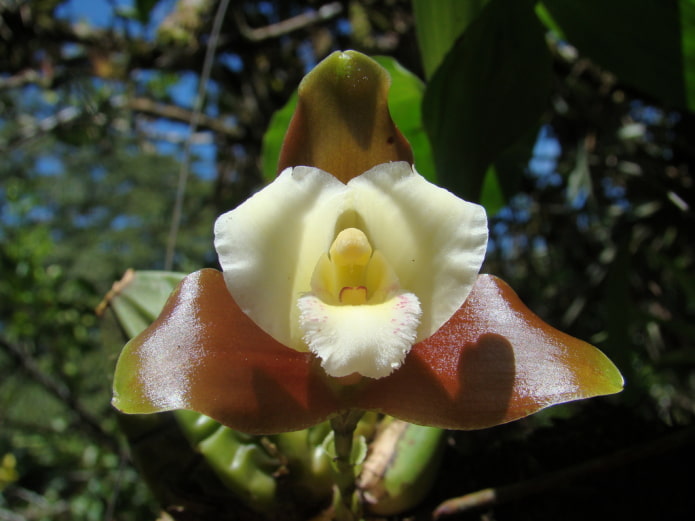 Orquídea Lycaste