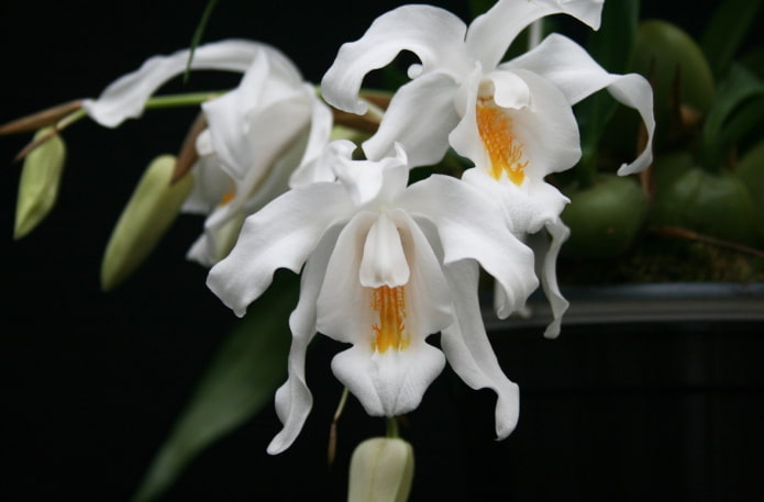 Flores de Coelogyne