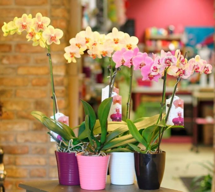 Orquídeas monopodiais