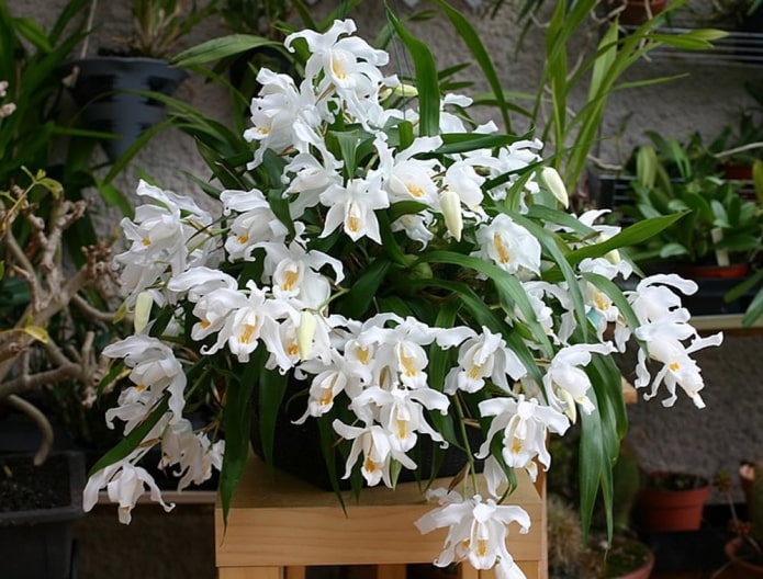 orquídea ampelosa