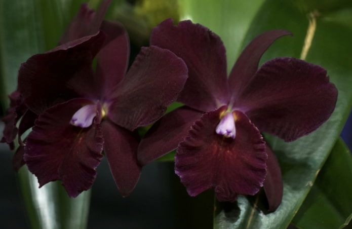 orquídea escura