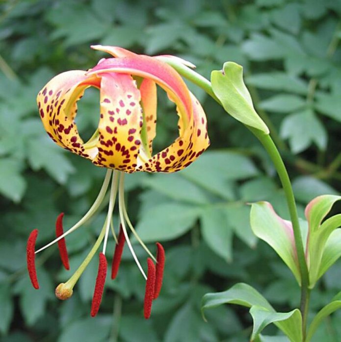 Botão variegado da variedade Shuksan