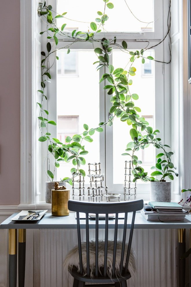 Plantas em vez de cortinas