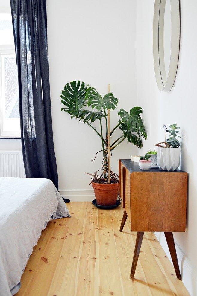 Monstera no quarto