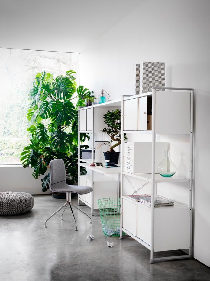 Monstera no escritório
