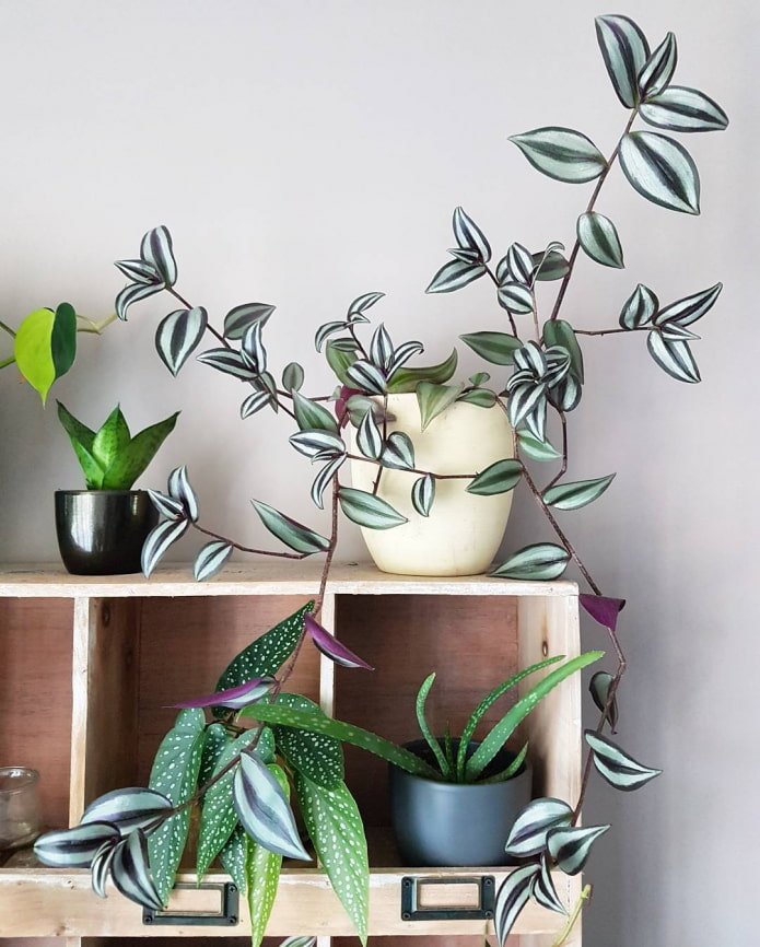 Tradescantia no armário