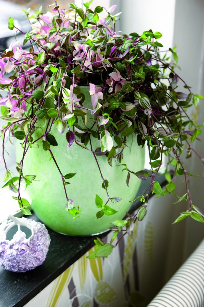 Tradescantia no parapeito da janela