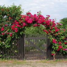 19 plantas trepadeiras para uma cerca fence-2