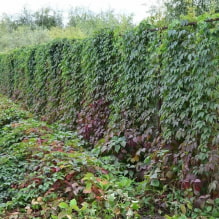 19 plantas trepadeiras para uma cerca-5