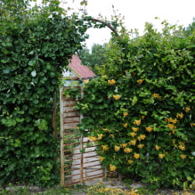 19 plantas trepadeiras para uma cerca-4