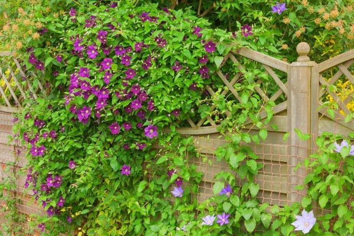 decorando uma cerca com clematite