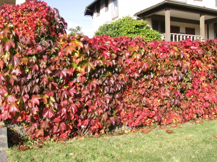 uvas ornamentais no jardim