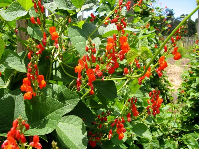 floração de feijões ornamentais