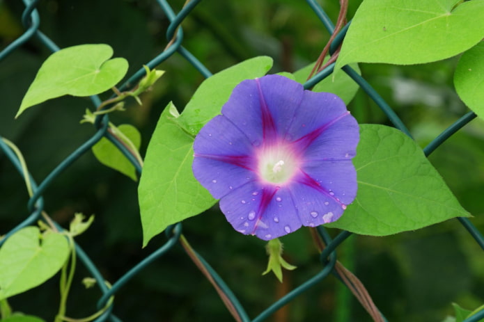 flores de ipomeia