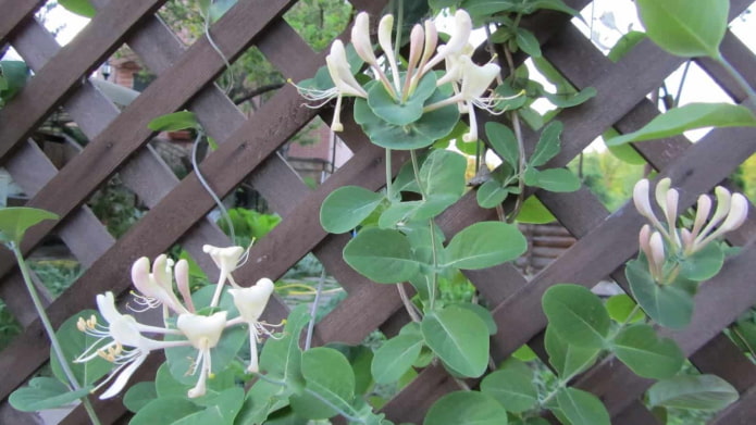 madressilva ornamental em cerca