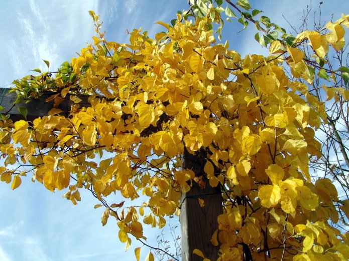 Agridoce chinesa