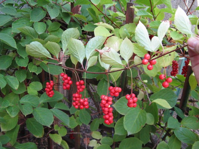 bagas de schisandra
