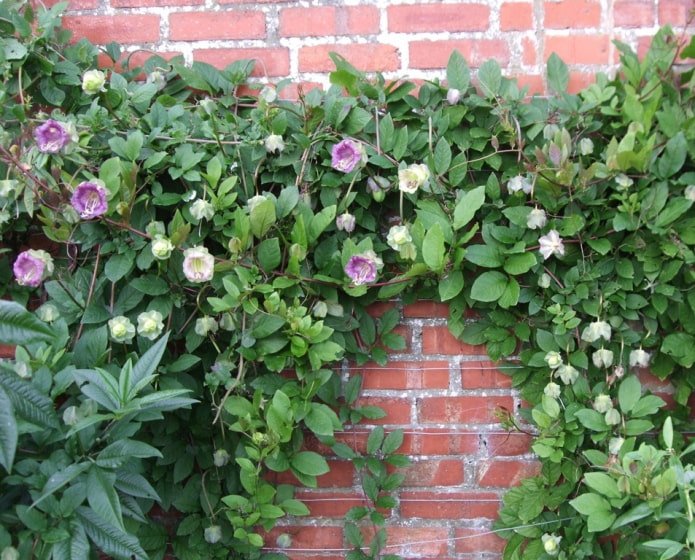 kobeya on a brick wall