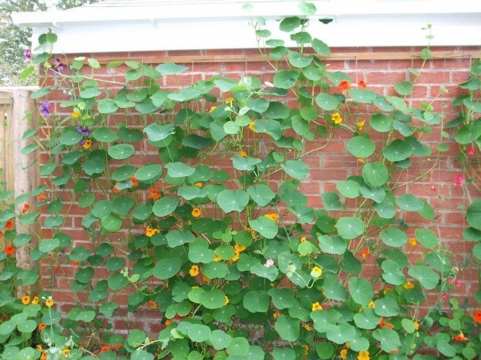 flores e folhas de capuchinha