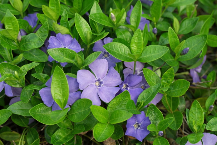 flores de pervinca