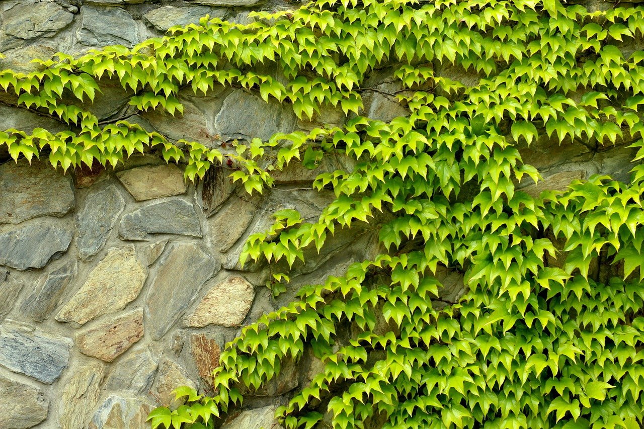 uvas solteiras