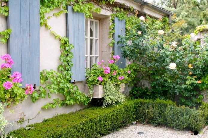 Escolhendo as melhores variedades de plantas trepadeiras para a dacha