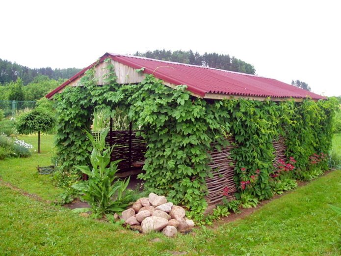 Verdecendo o gazebo com uvas