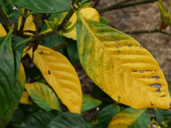 planta afetada por ácaros