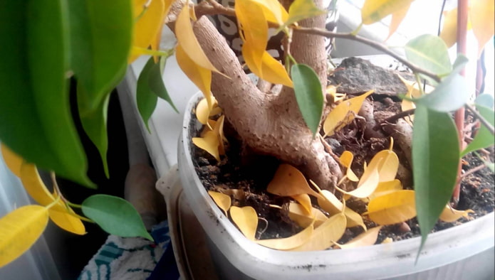 folhas amarelas em uma ficus