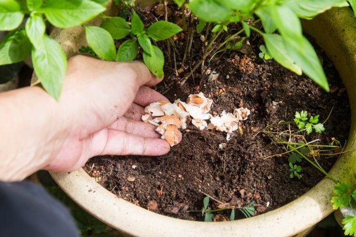 como alimentar flores de interior