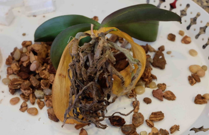 as raízes das orquídeas apodreceram
