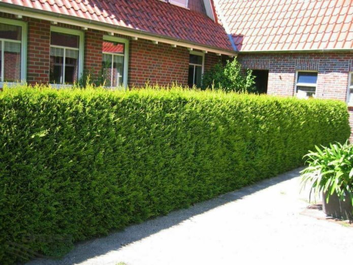 Sebe de thuja variedade Brabant