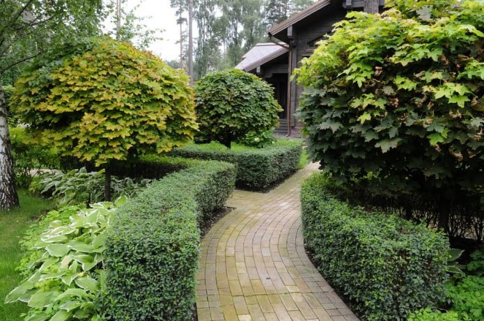 Hedge of cotoneaster lucidus